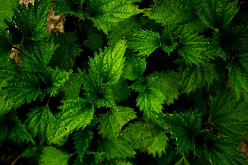 Living Well With Alcohol: A Sober Look At The Evidence in Mind, Starting Today