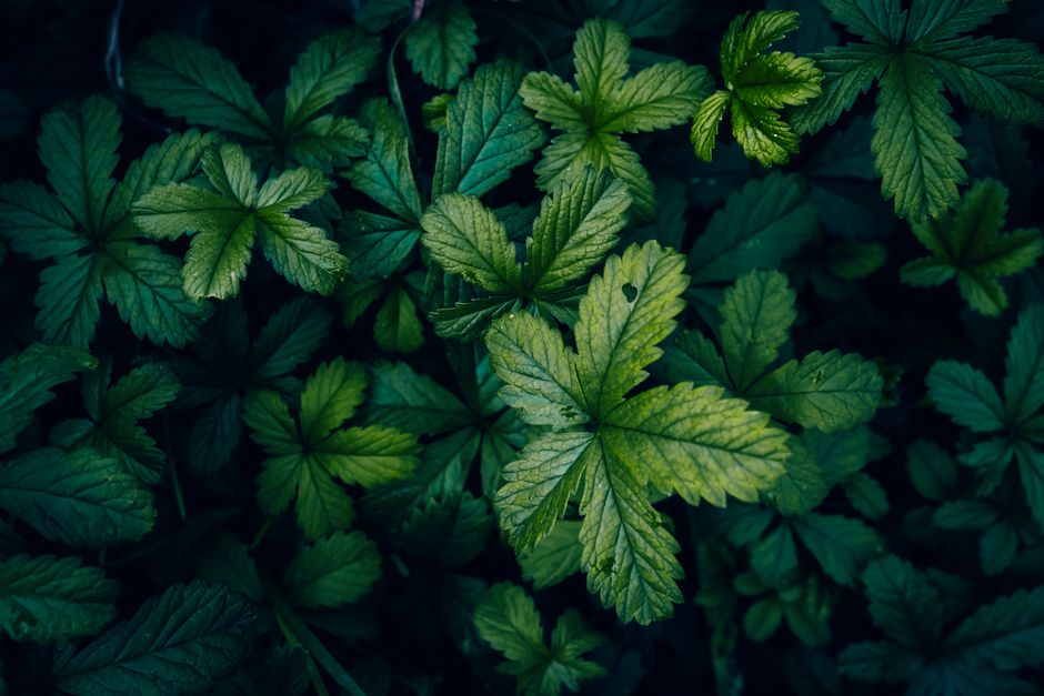 Living Well With Alcohol: A Sober Look At The Evidence in Mind, Step by Step